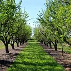 Almond Orchard Ag loans Mid Valley Financial Fresno CA